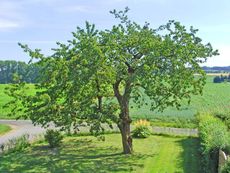 Kirschbaum_Sommer.JPG
